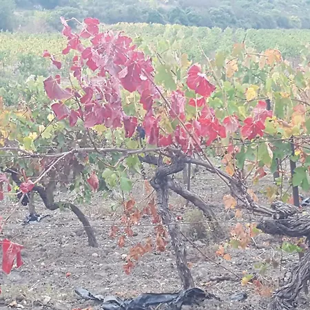 Dans Ancienne Bergerie En Pleine Garrigue