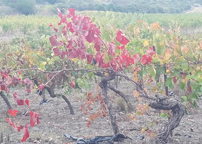 Dans Ancienne Bergerie En Pleine Garrigue